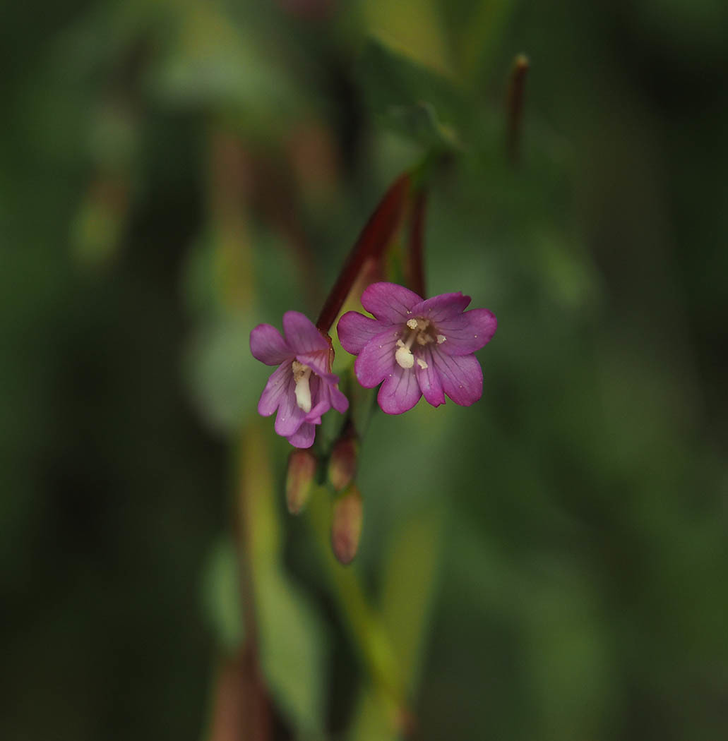 Epilobium glaberrimum ssp. glaberrimum