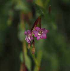 Epilobium glaberrimum glaberrimum