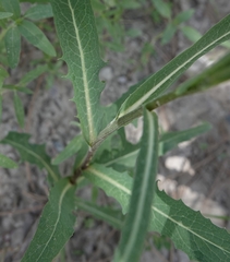 Lactuca pulchella