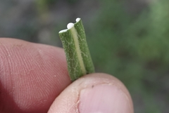 Lactuca pulchella