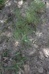 Lactuca pulchella