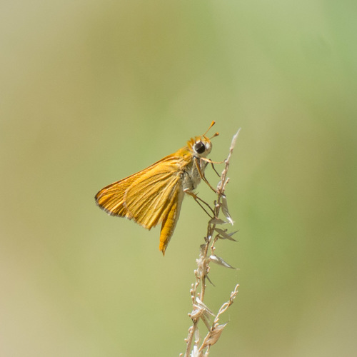 Orange Skipperling