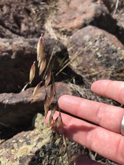 Melica stricta