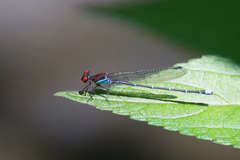 Argia cuprea