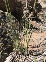 Melica stricta