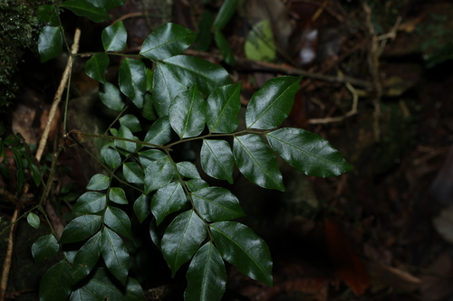 Image of Pararchidendron pruinosum by (c) Greg Tasney, some rights reserved (CC BY-SA)