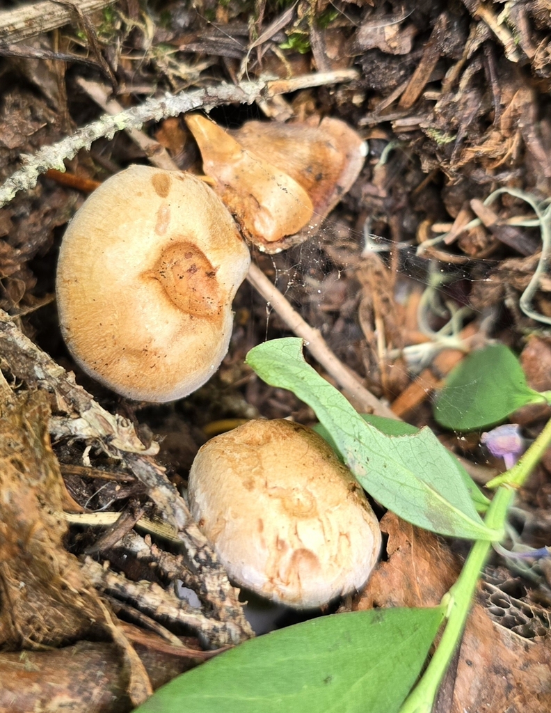 Phlegmacium sp. 'WA04'