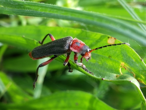 snehuľčík obyčajný (Cantharis rustica)
