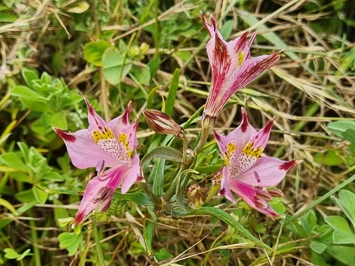 Alstroemeria recumbens (Alstroemeria recumbens)