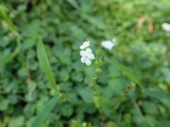 Trigonotis formosana elevatovenosa