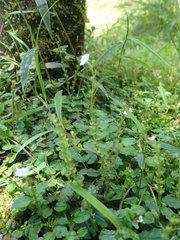 Trigonotis formosana elevatovenosa