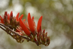 Erythrina suberosa