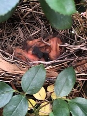 Cardinalis cardinalis