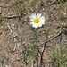 photo of Oxeye Daisy (Leucanthemum vulgare)