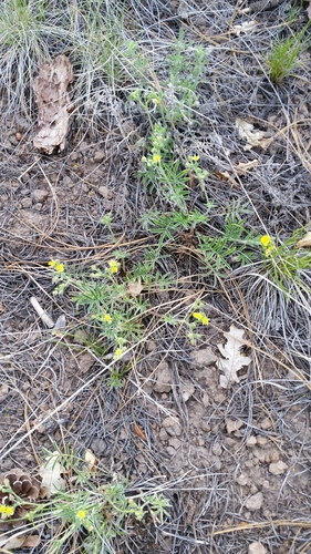 bearded cinquefoil (Potentilla crinita var. crinita)