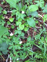 Anemonoides lancifolia