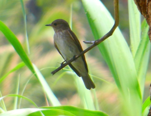 Papamoscas gris (Muscicapa striata)