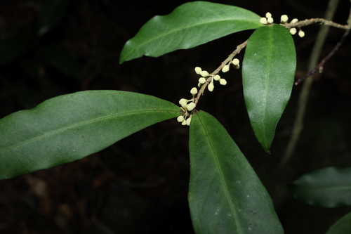 Image of Myrsine subsessilis by (c) Greg Tasney, some rights reserved (CC BY-SA)