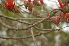 Erythrina suberosa