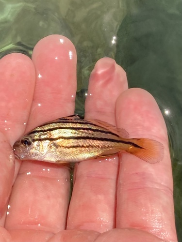 Black croaker (Cheilotrema saturnum) — Sciaenidae — 5