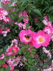 Xylocopa virginica