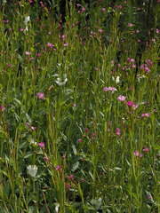 Epilobium glaberrimum glaberrimum