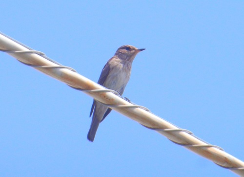 Papamoscas gris (Muscicapa striata)