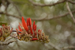 Erythrina suberosa