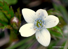 Eriocapitella rivularis