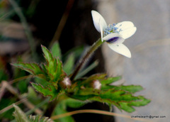 Eriocapitella rivularis