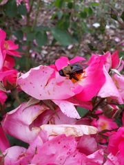 Xylocopa virginica