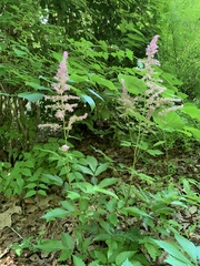 Astilbe
