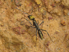Neoponera