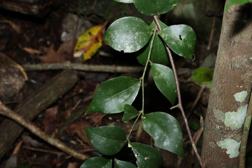 Image of Jasminum jenniae by (c) Greg Tasney, some rights reserved (CC BY-SA)