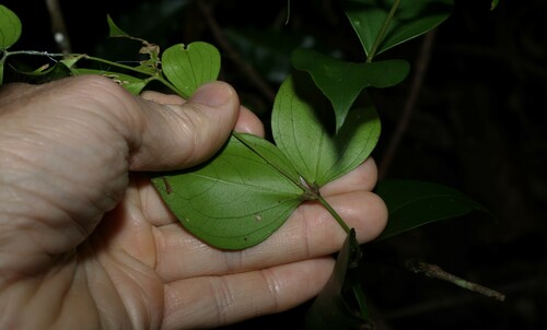 Image of Jasminum jenniae by (c) Greg Tasney, some rights reserved (CC BY-SA)