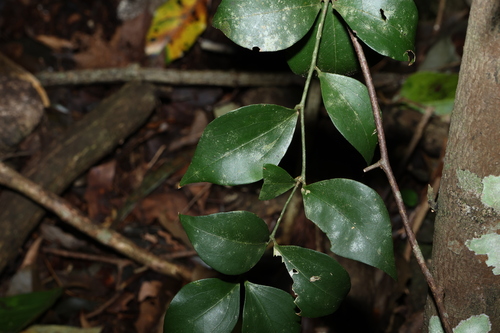 Image of Jasminum jenniae by (c) Greg Tasney, some rights reserved (CC BY-SA)