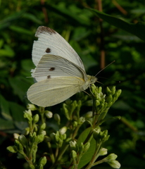 Pieris rapae