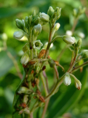 Apocynum cannabinum