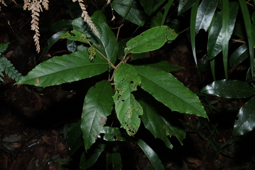 Image of White Beech (Gmelina leichhardtii) by (c) Greg Tasney, some rights reserved (CC BY-SA)