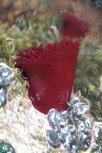 Bunodosoma caissarum