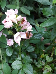 Apis mellifera
