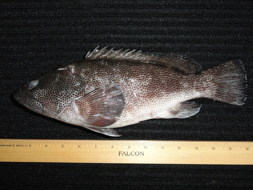 Surge grouper (Epinephelus socialis) — Serranidae — 2
