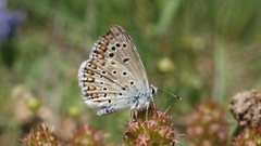 Polyommatus escheri
