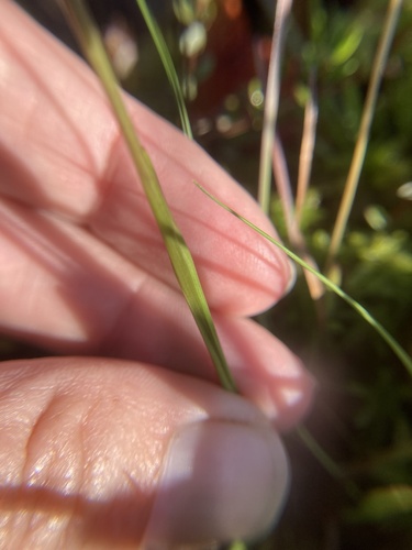 Image of Xyris montana by (c) Jaime McGuigan, some rights reserved (CC BY)