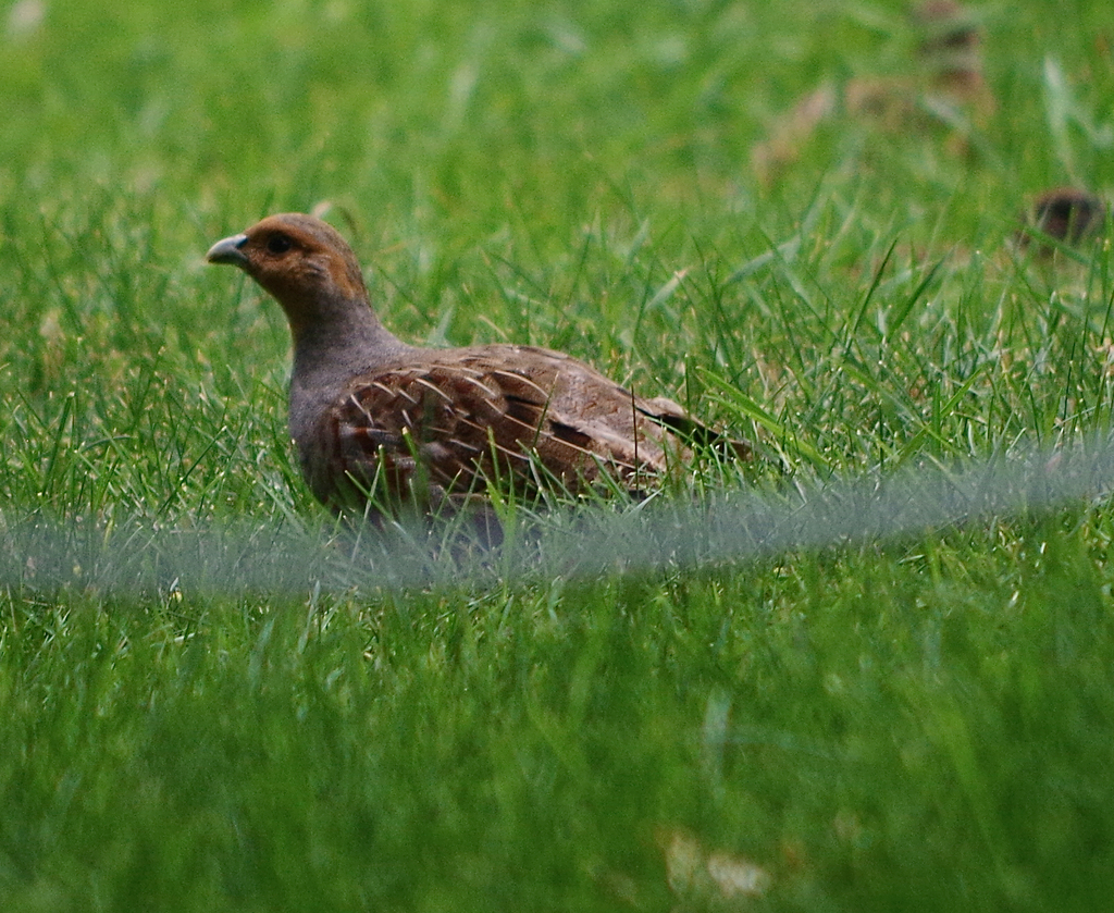 Gray Partridge from Hounsfield Heights, Calgary, AB, Canada on August ...