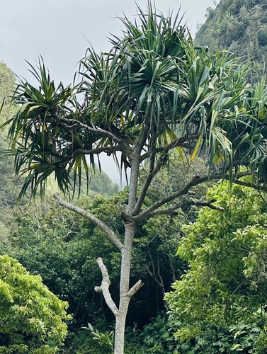 Pandanus utilis observed 2024-08-16