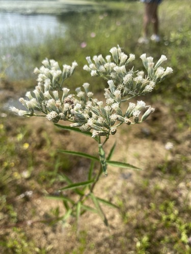 Image of Eupatorium novae by (c) Cherrie Corey, some rights reserved (CC BY)