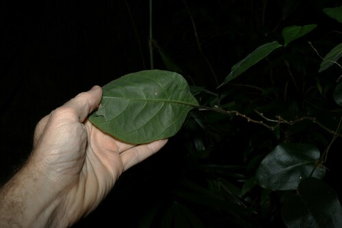 Image of Clerodendrum tomentosum by (c) Greg Tasney, some rights reserved (CC BY-SA)
