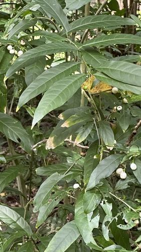 Cestrum nocturnum observed 2024-08-16