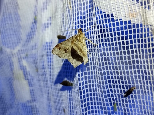 Photo of Sharp-angled Peacock Moth (Macaria alternata)